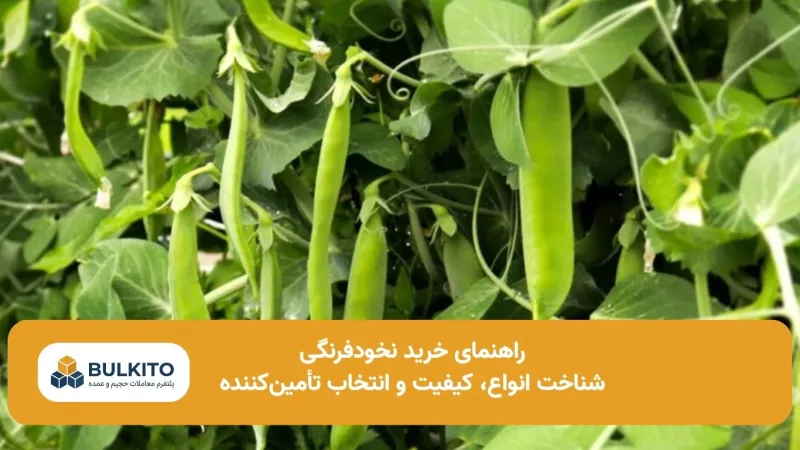 راهنمای خرید نخودفرنگی برای عمده‌فروشان؛ از شناخت انواع تا ارزیابی کیفیت