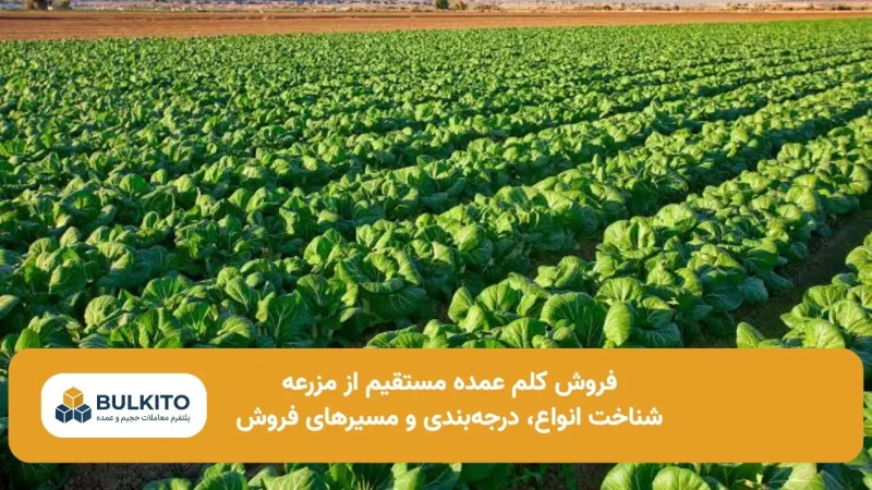 فروش کلم عمده مستقیم از مزرعه؛ راهنمای جامع بازار، کیفیت و حذف واسطه